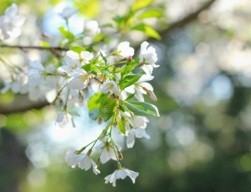 Spring in Happy Valley!